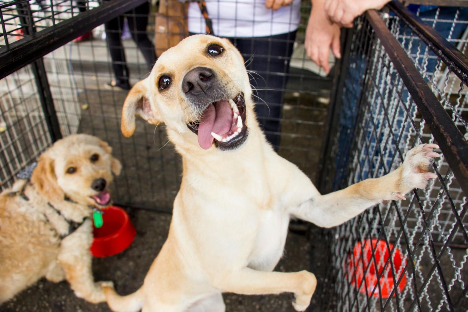 Happy dog in Boston Shelter