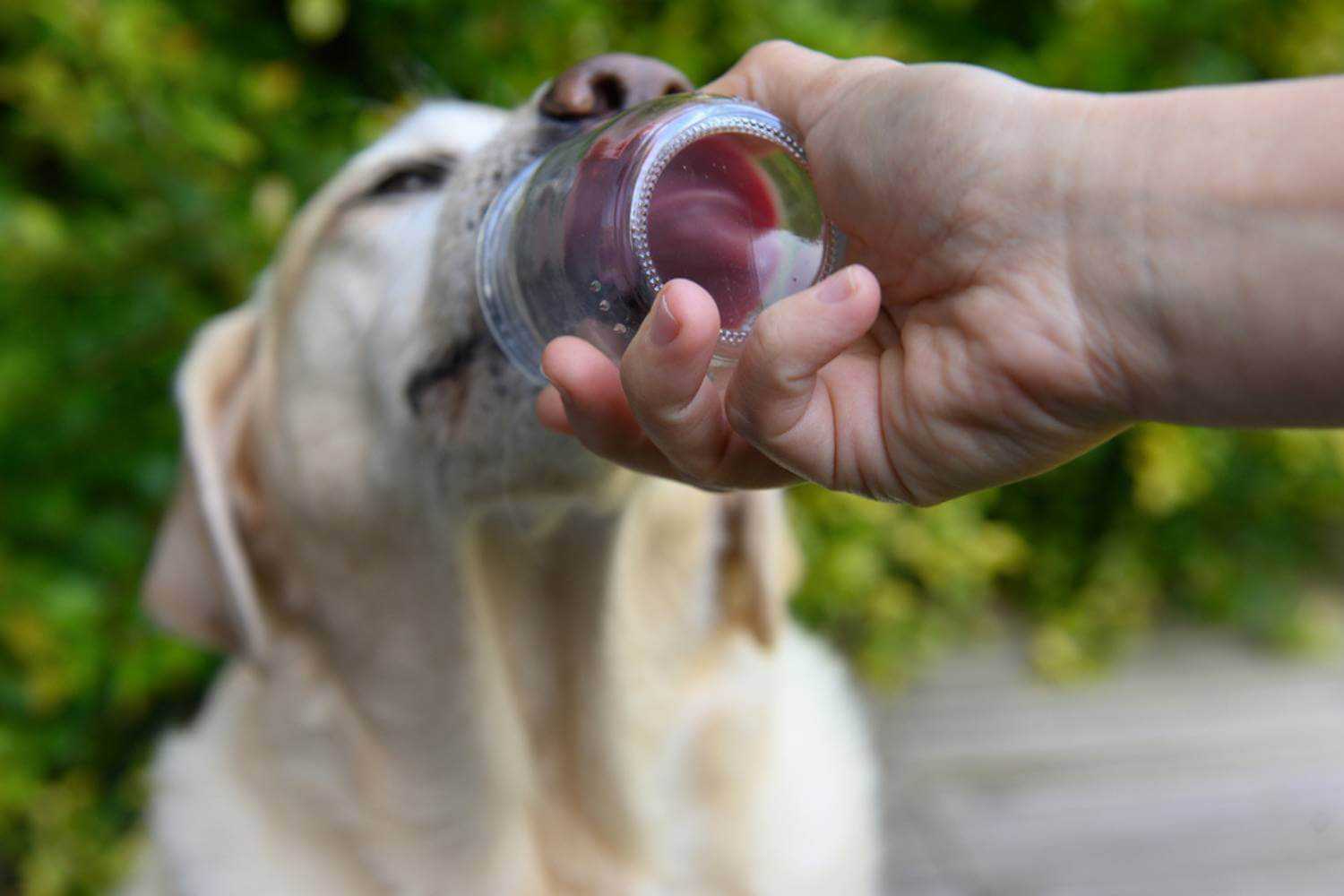 Wichita KS Dog Licking Glass