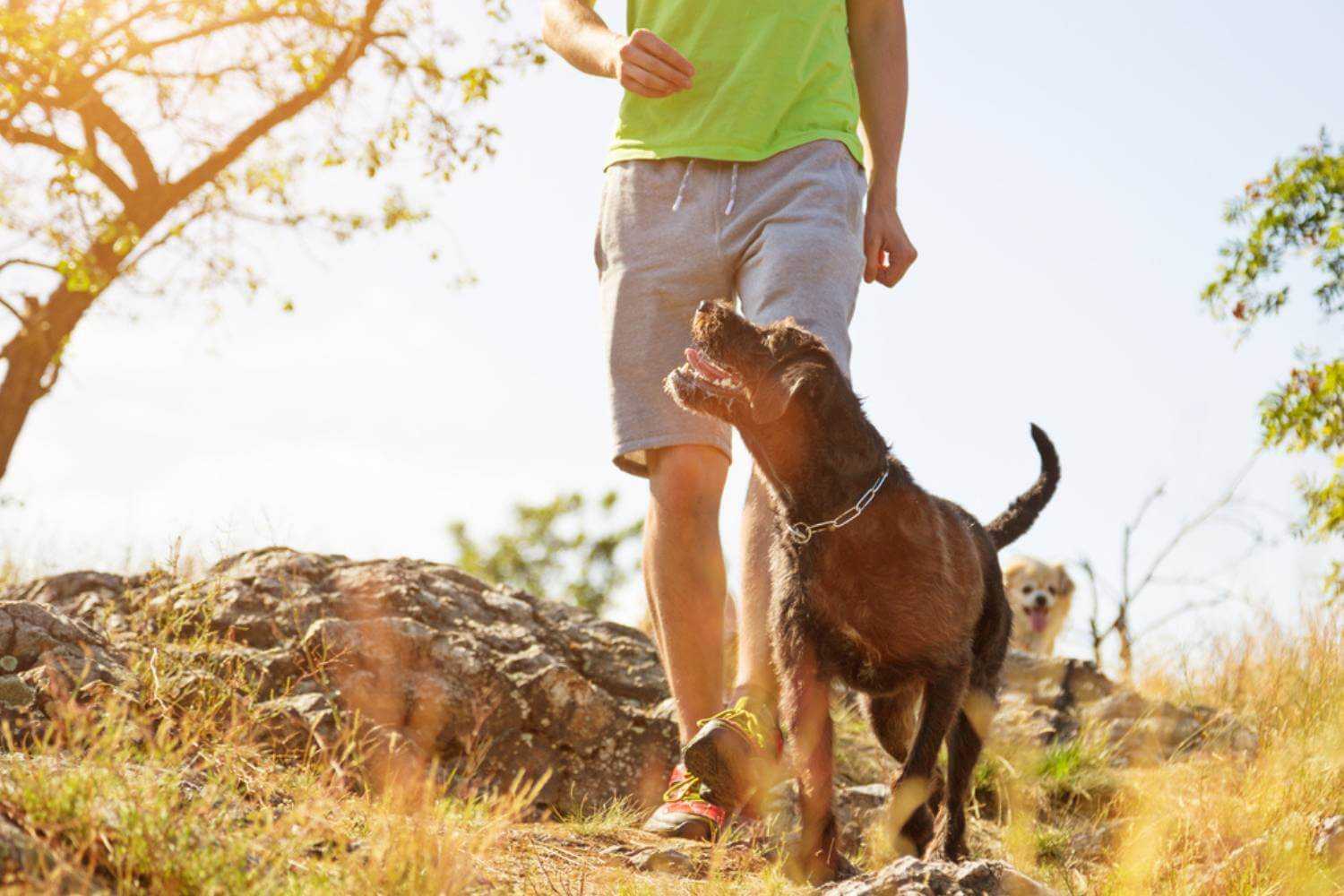 Wichita KS Dog on Hike