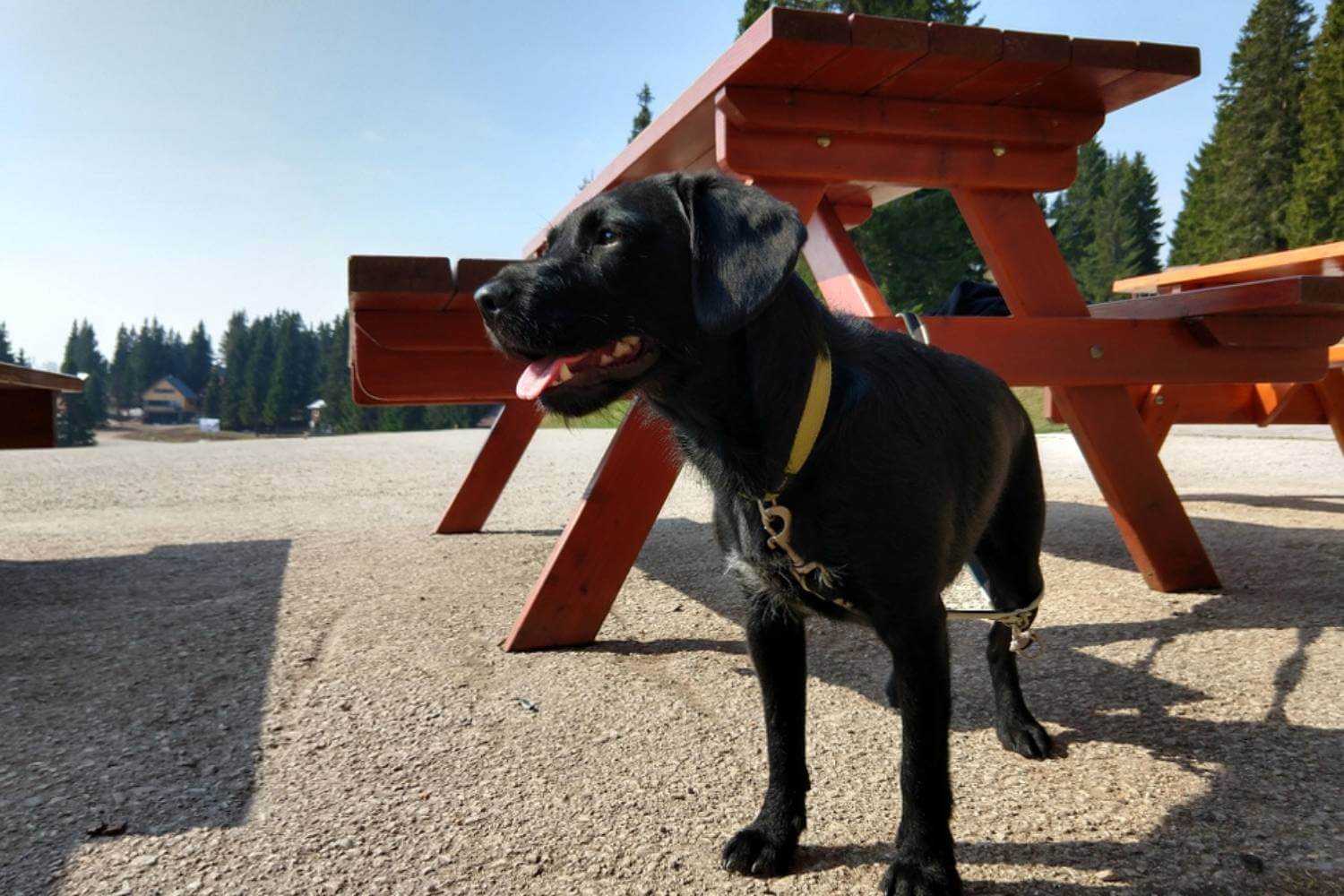 Boise ID Dog Waiting at Table