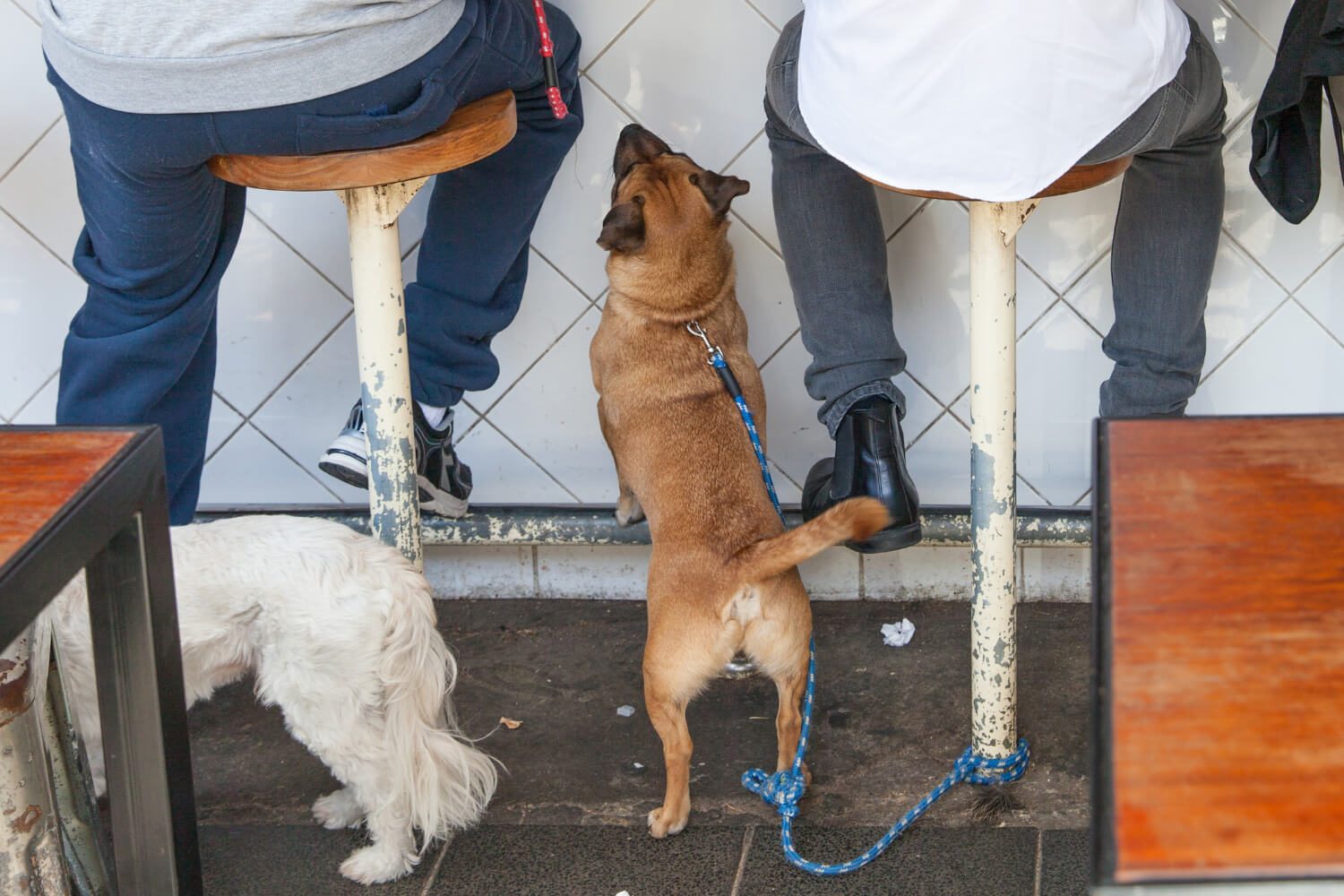 Dog under chair at restaurant for dog-friendly Chicago begging