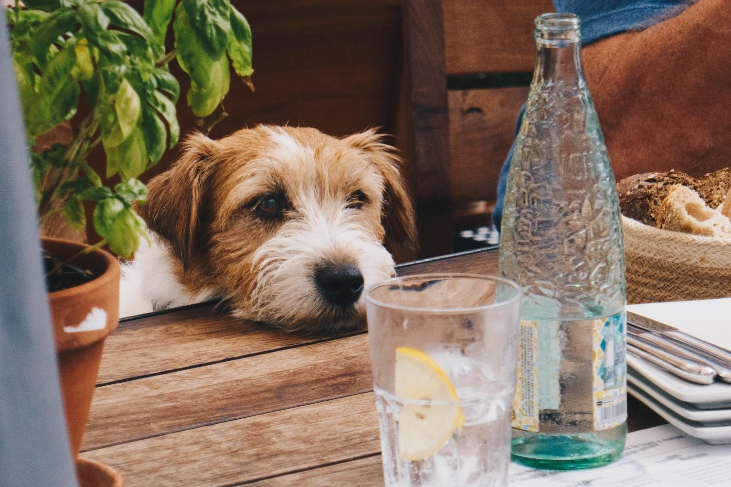 Dog at table philly