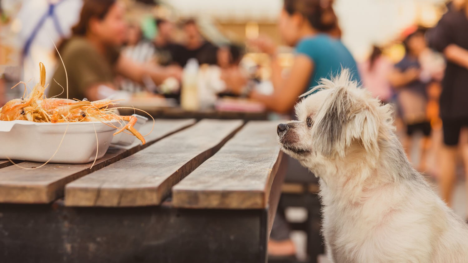 dog-at-table-looking-at-food