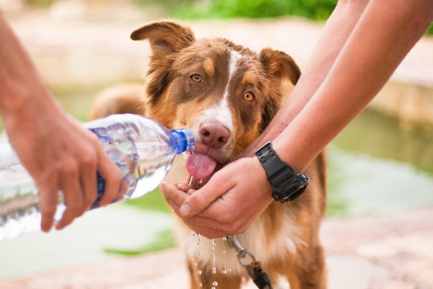 Philly Dog Parks - drinking water