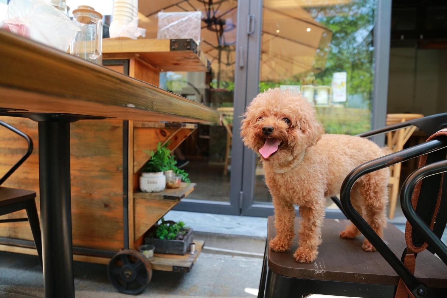 dog on chair philly