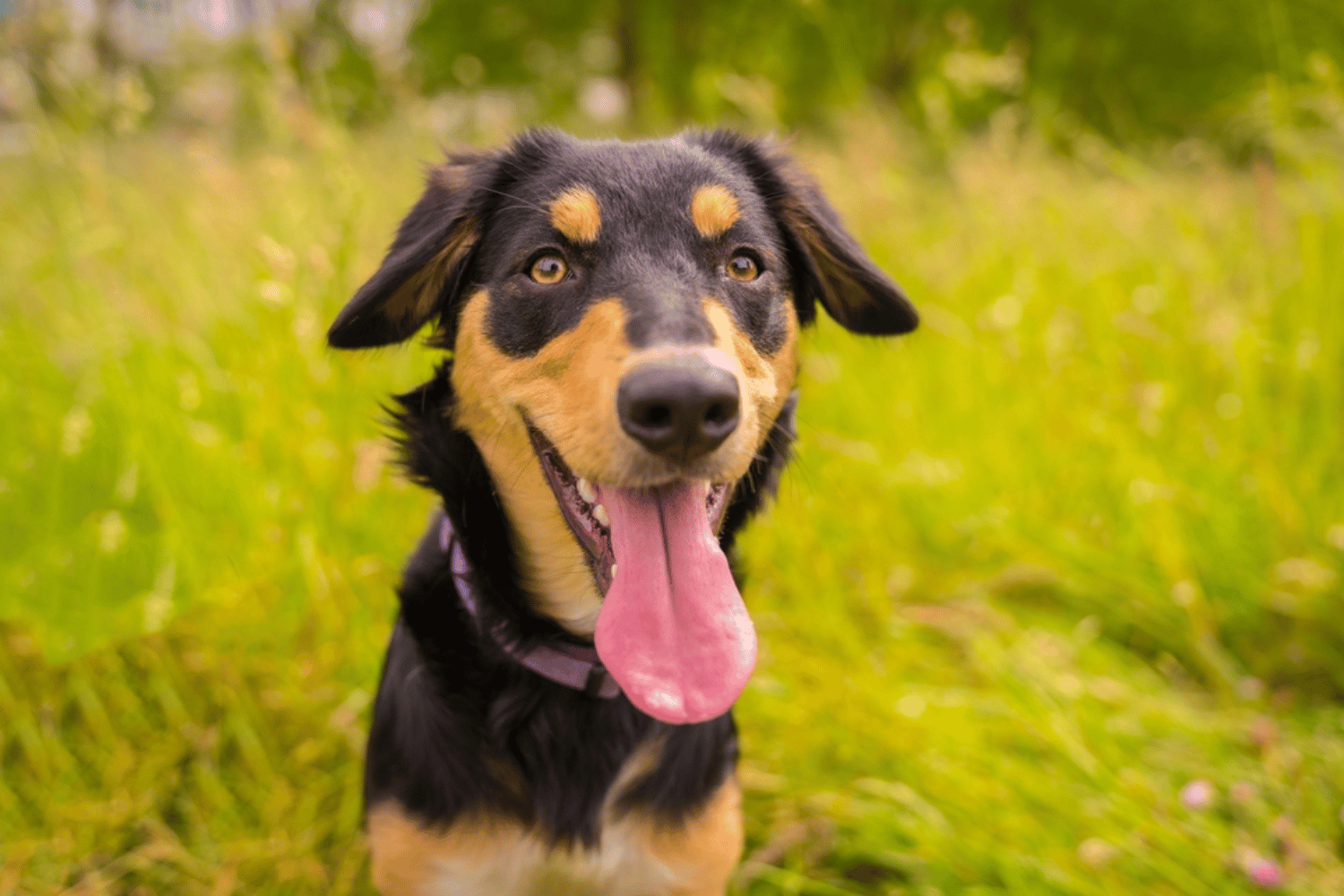 Happy Dog Smiling In Tall Grass