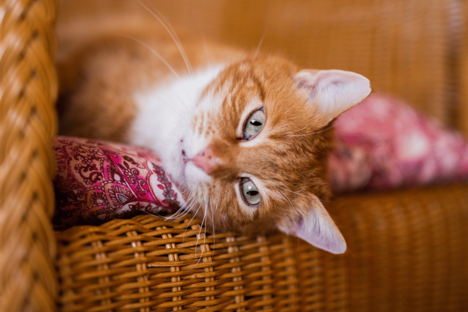 Happy Red Cat in Basket