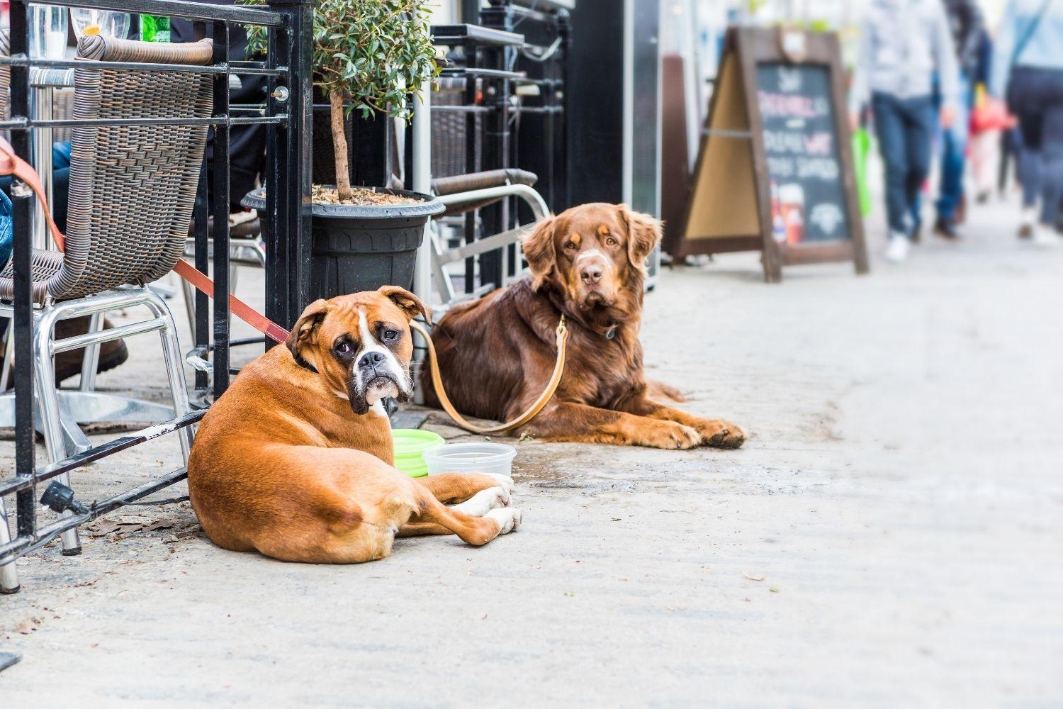 Indy dog-friendly restaurants