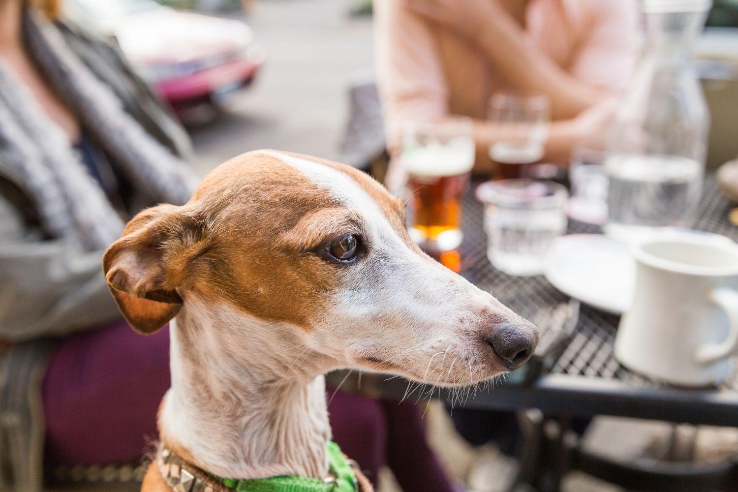 Little dog at restaurant