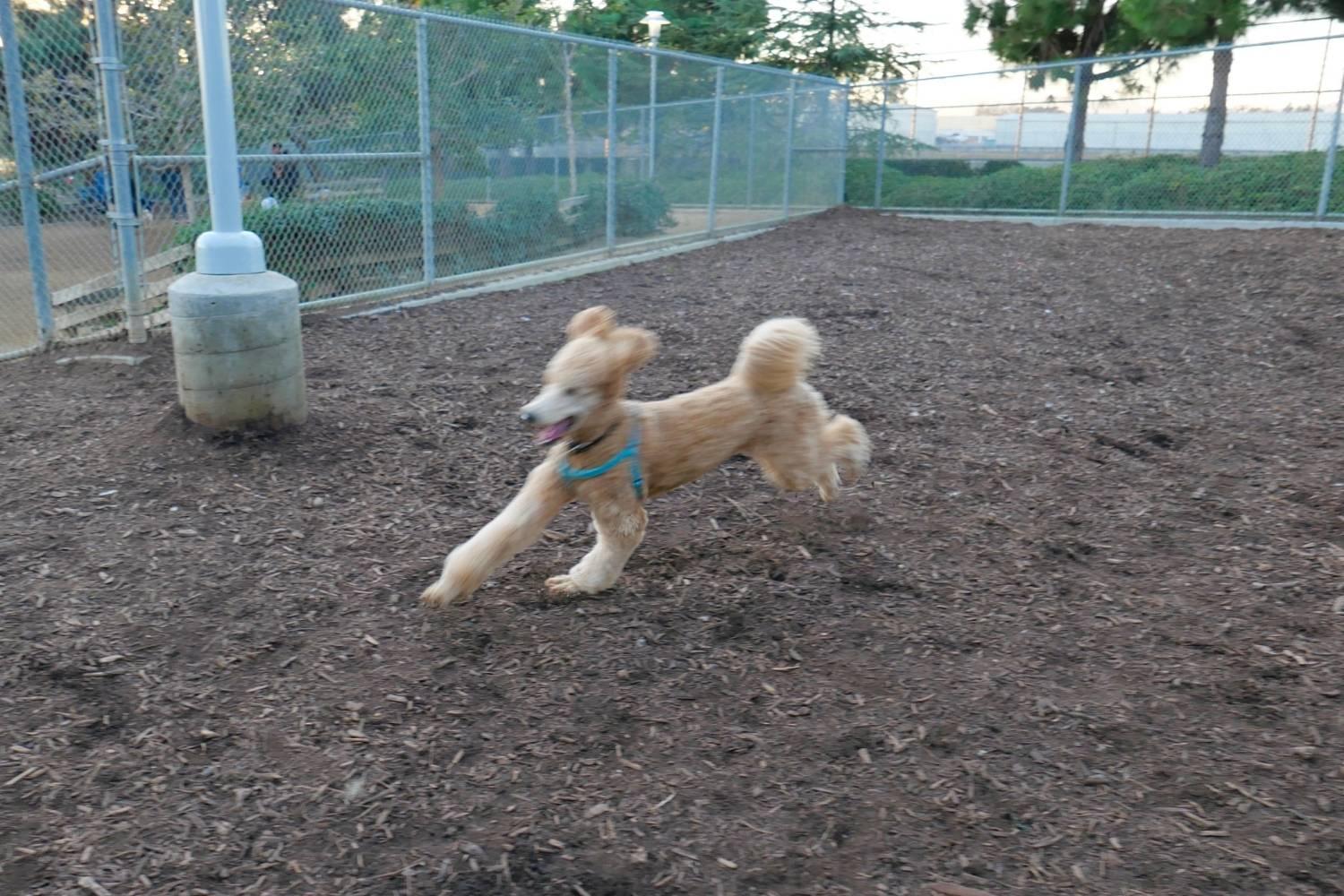 Philly dog park - running dog