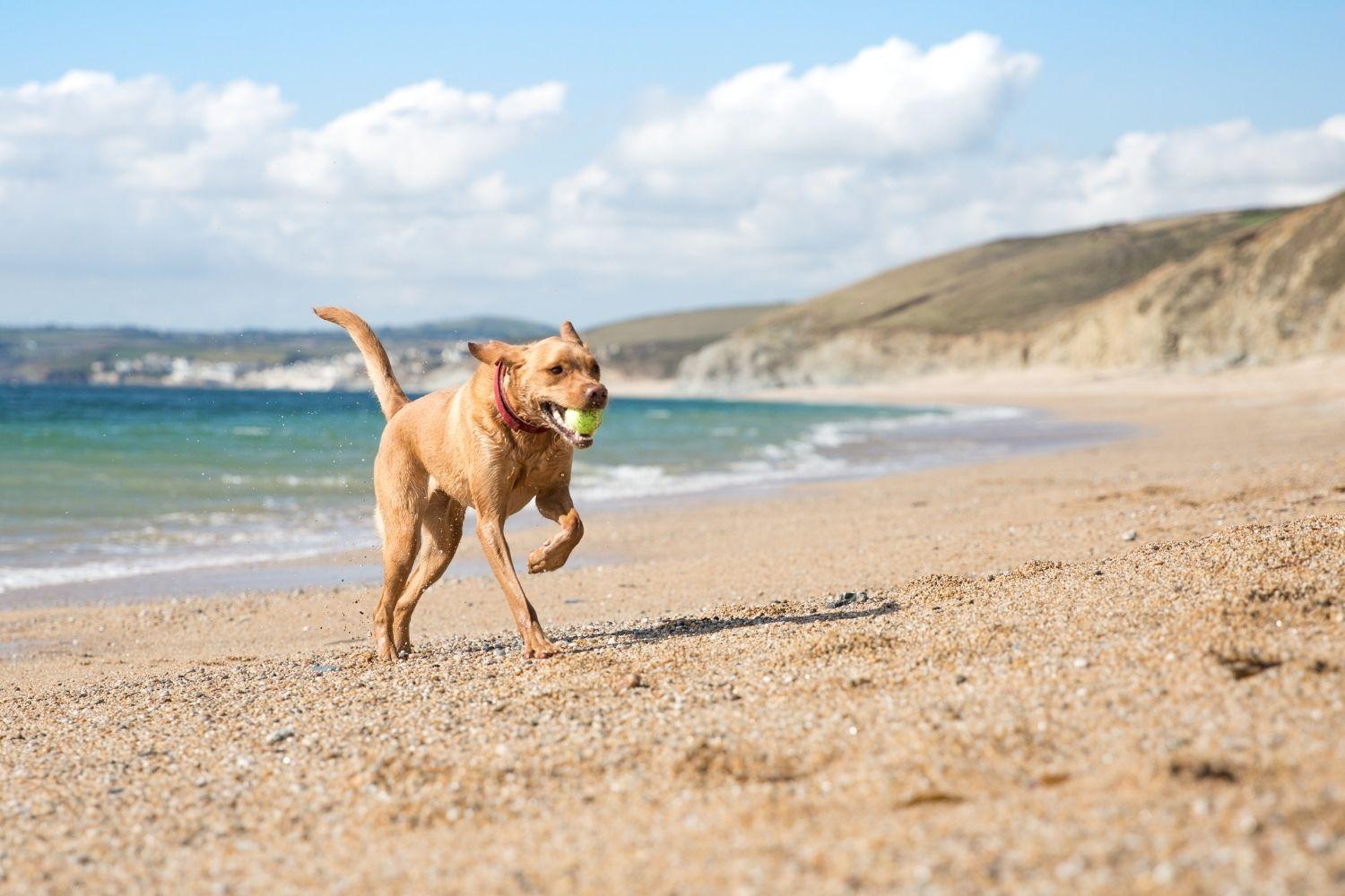 San Diego Dog Parks and Beaches