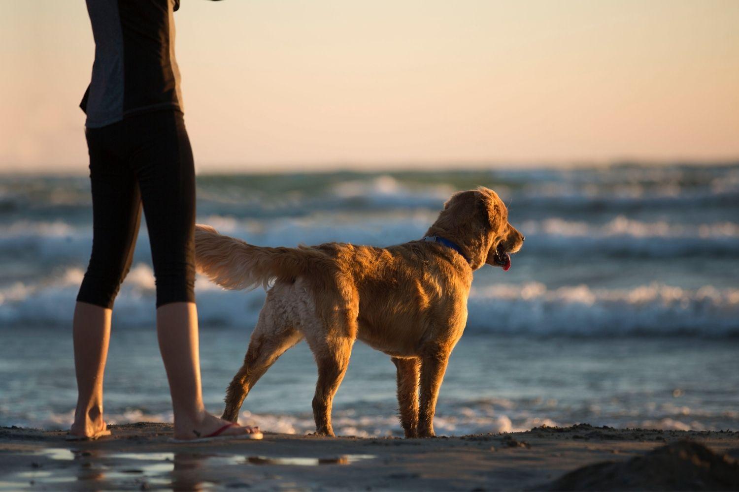 San Diego Dog Parks and Beaches