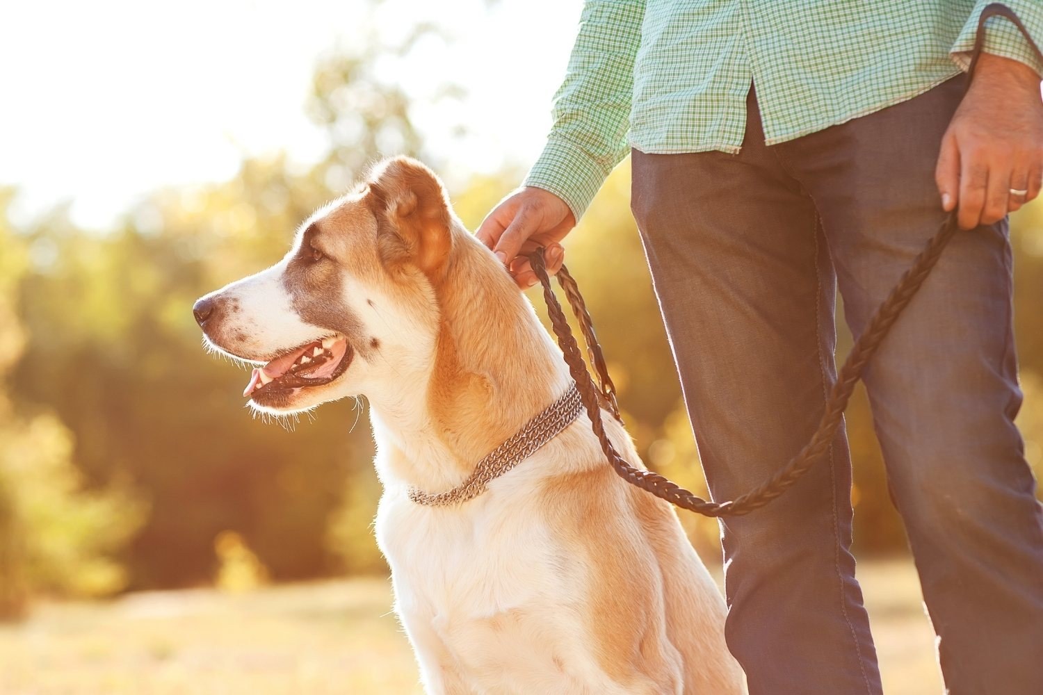 Dog on leash at sunset