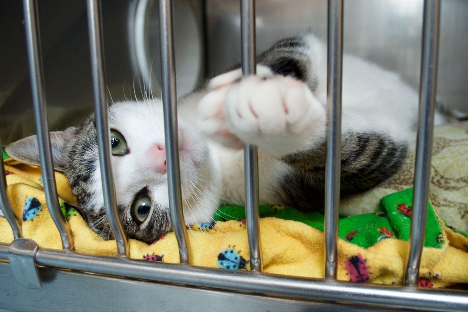 Where to adopt a pet in Austin - cat