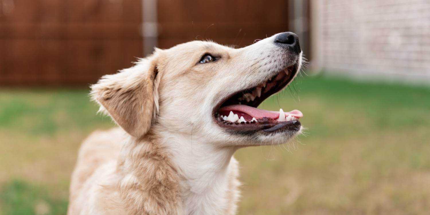 We've got your list of the top dog, cat, and animal rescues and shelters in and around Dallas!