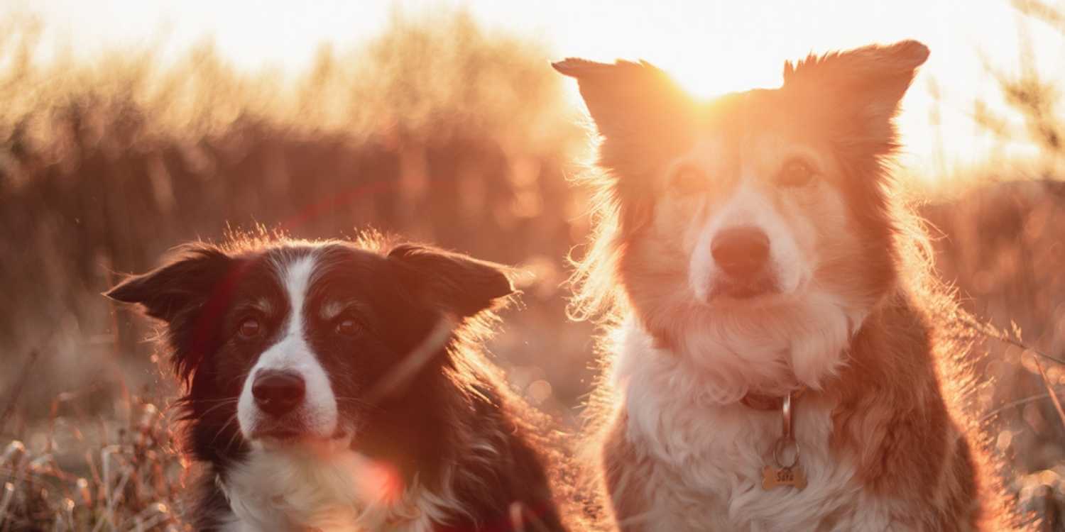 Enjoy some outdoor time with your pup at any one of these awesome dog parks or off-leash areas in Grand Rapids, MI!