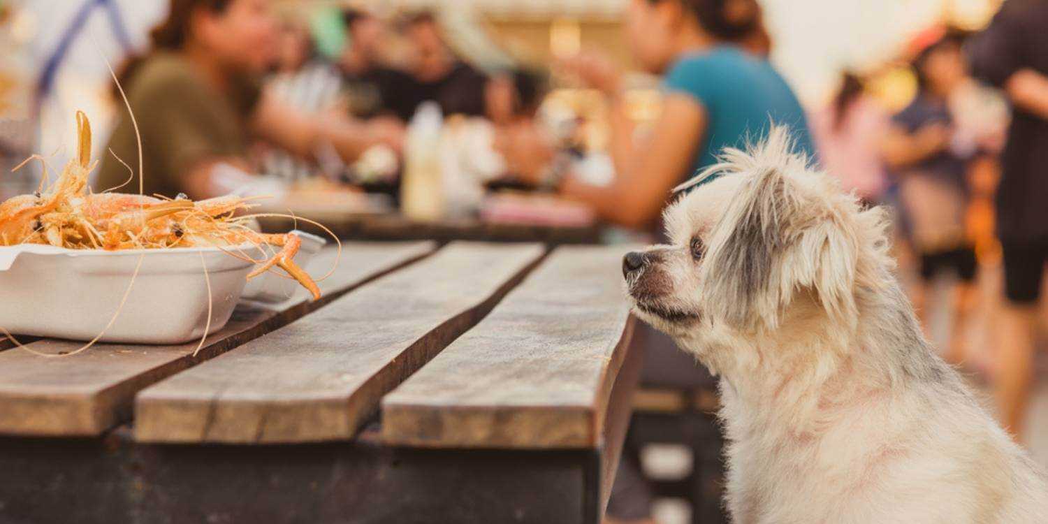 Local Pet Care is excited to bring you a hand-picked list of the very best dog-friendly restaurants, bars, and breweries in Honolulu, HI!