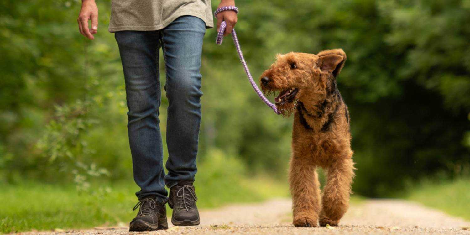 Enjoy some outdoor time with your pup at any one of these awesome dog parks or off-leash areas in Memphis!