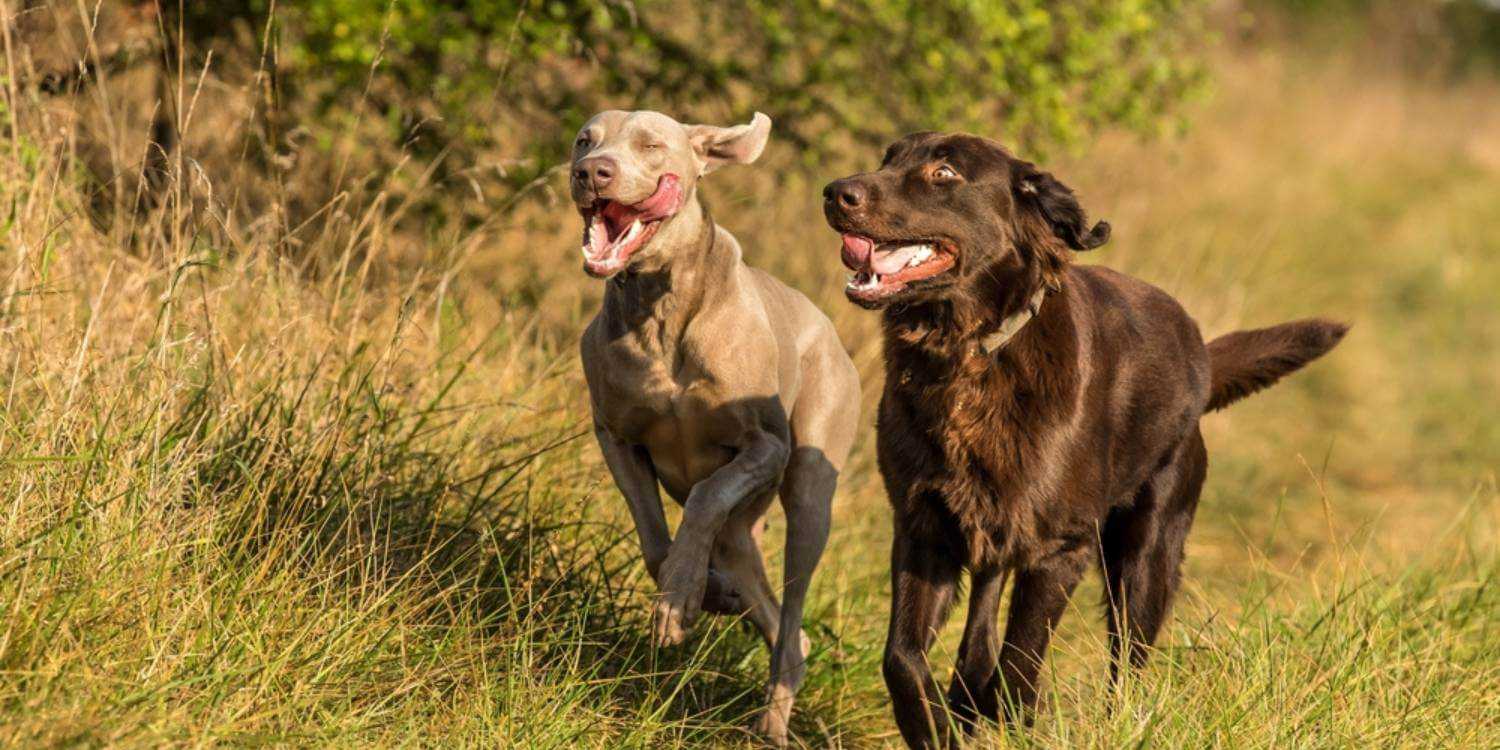 Enjoy the great outdoors with your pooch at any one of these dog parks and off-leash areas on Staten Island!