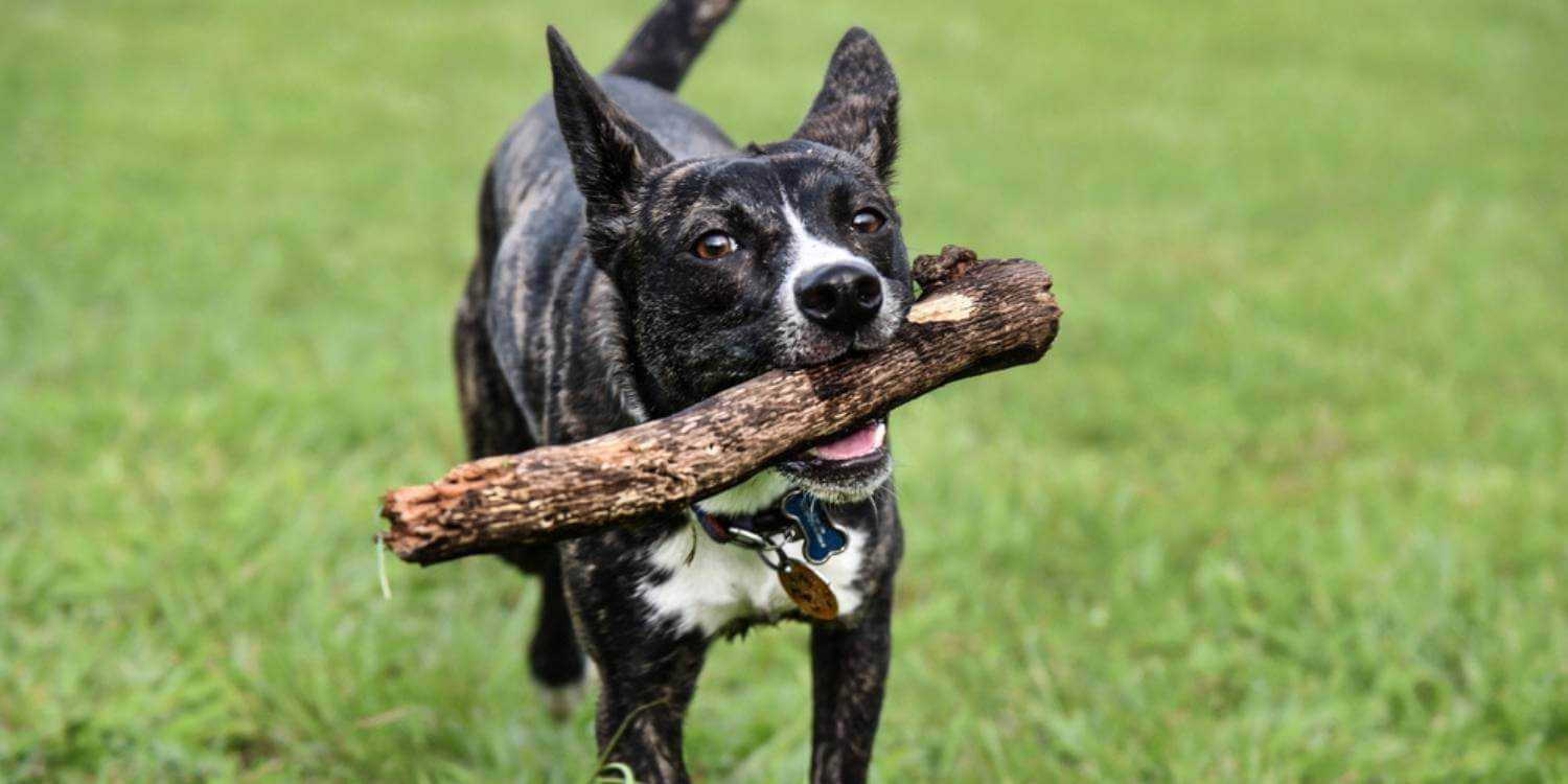 Local Pet Care's list of the absolute best parks, dog parks, and off-leash areas in Tallahassee. It's play time!