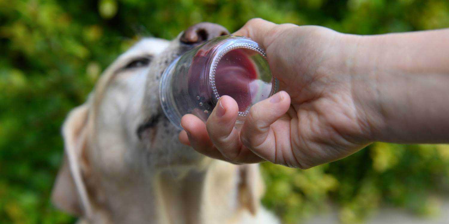 I hope you brought your appetite! Here are Local Pet Care's favorite dog-friendly eateries in Wichita!