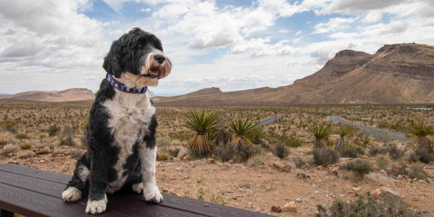 Enjoy some outdoor time with your pup at any one of these amazing dog parks, dog-friendly parks, or off-leash areas in Vegas!