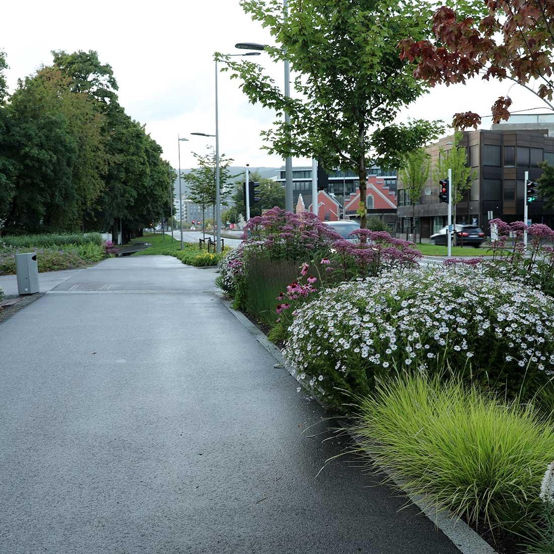 Bildet viser en gangvei med blomstrende stauder som skjermer gangveien fra en bilvei til høyre i bildet.