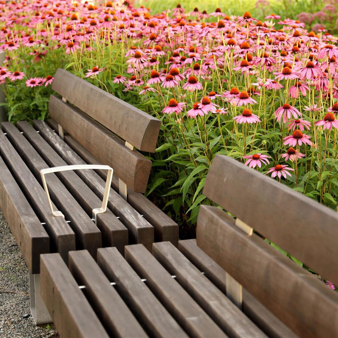 Nærbilde av frodig blomstrende rosa solhatt som omkranser to sittebenker.
