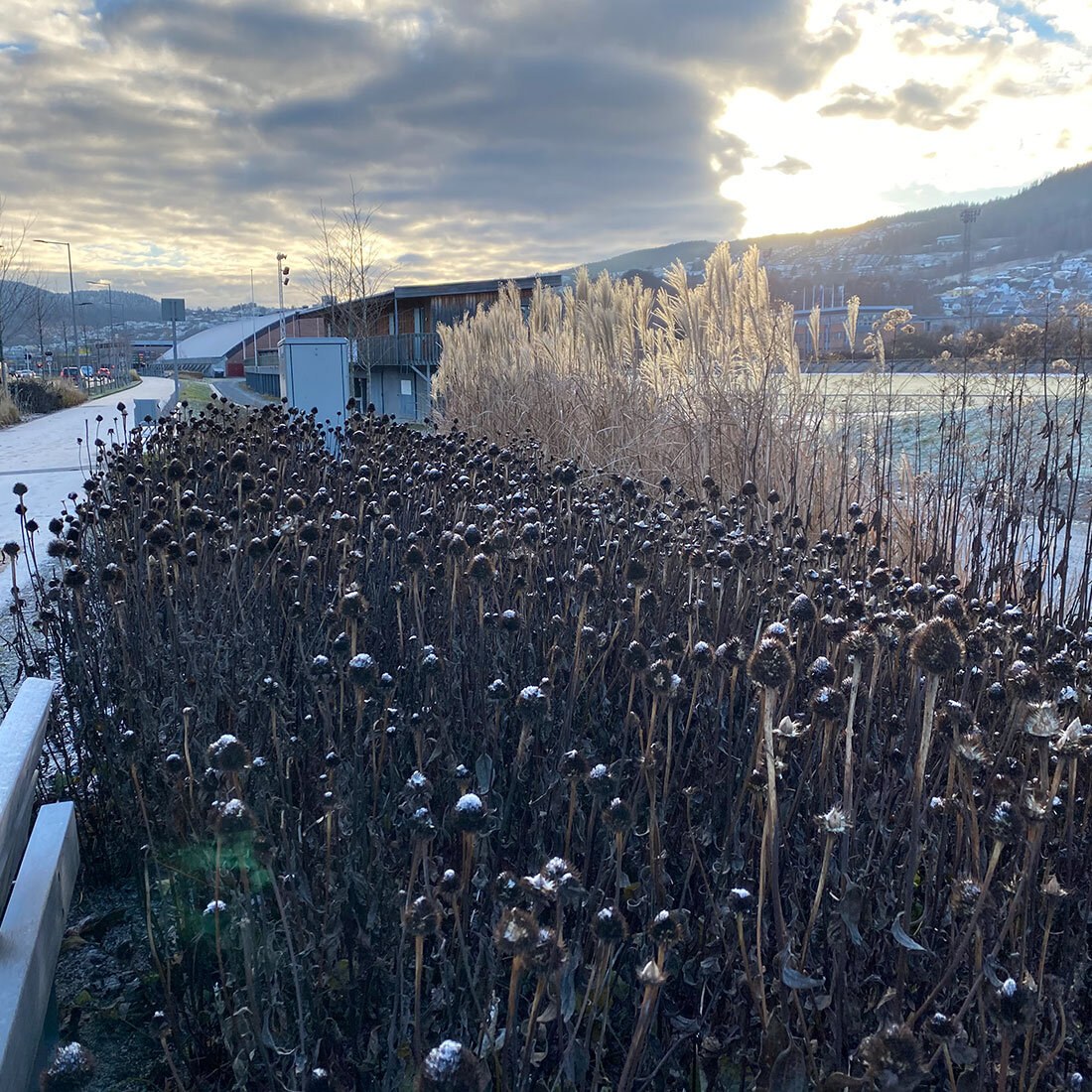 Bildet viser av blomstrede stauder i en frostdekt landskap. Vegetasjonen er dekorativ til tross for at sommeren er over.