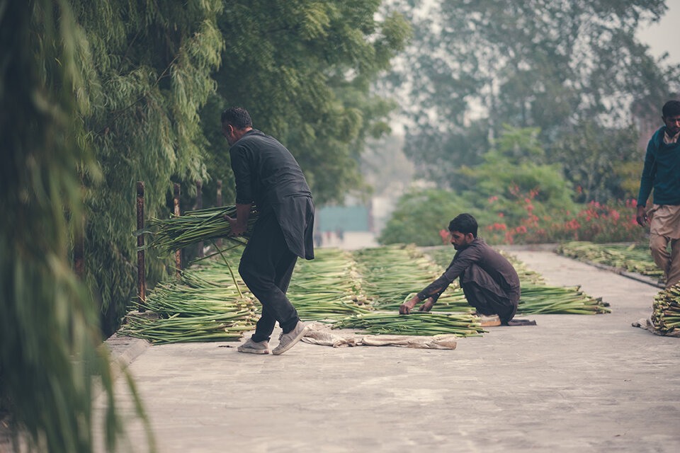 Tre menn jobber ute med å legge grønne vekster på bakken.