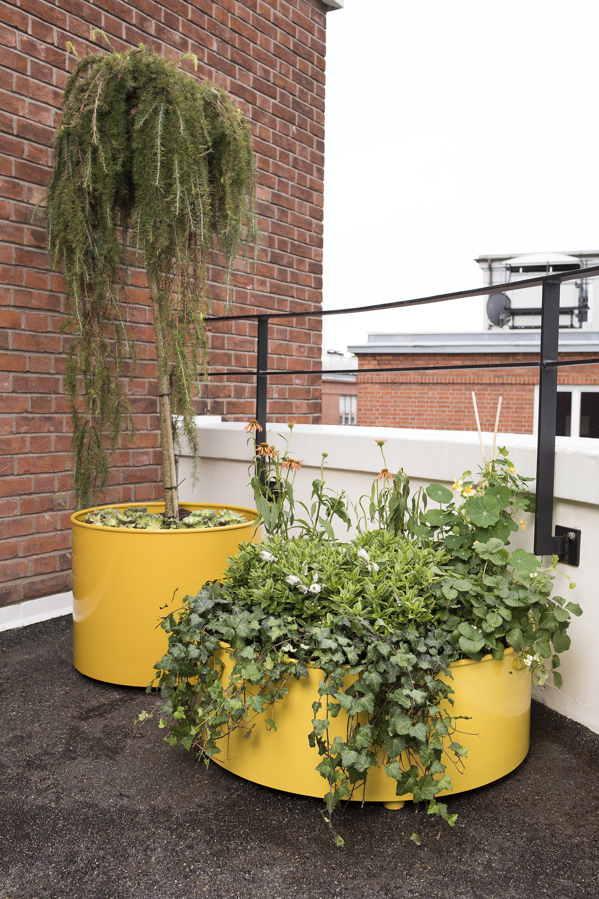 Foto av to store, gule og runde blomsterkasser på en balkong.