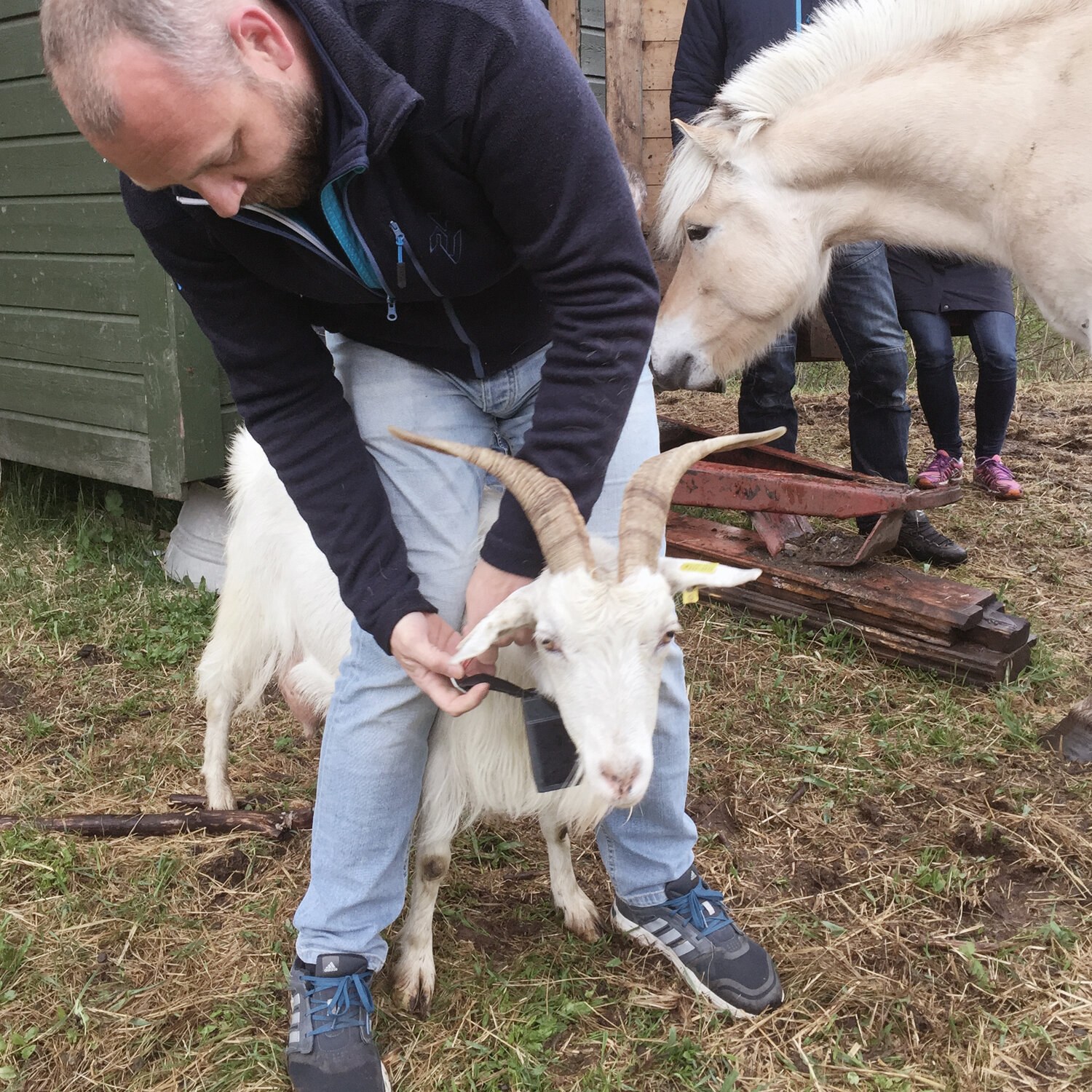 En mann fester en klave på en geit.