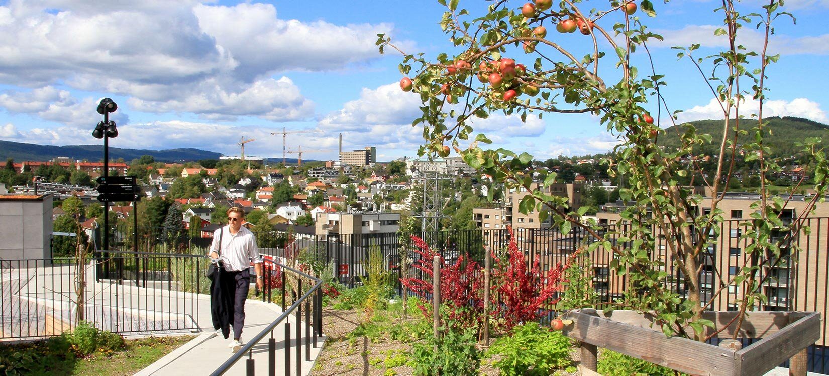 Bybilde med uteområdet til Økern portal i forgrunnen, med epletrær og gangsti.