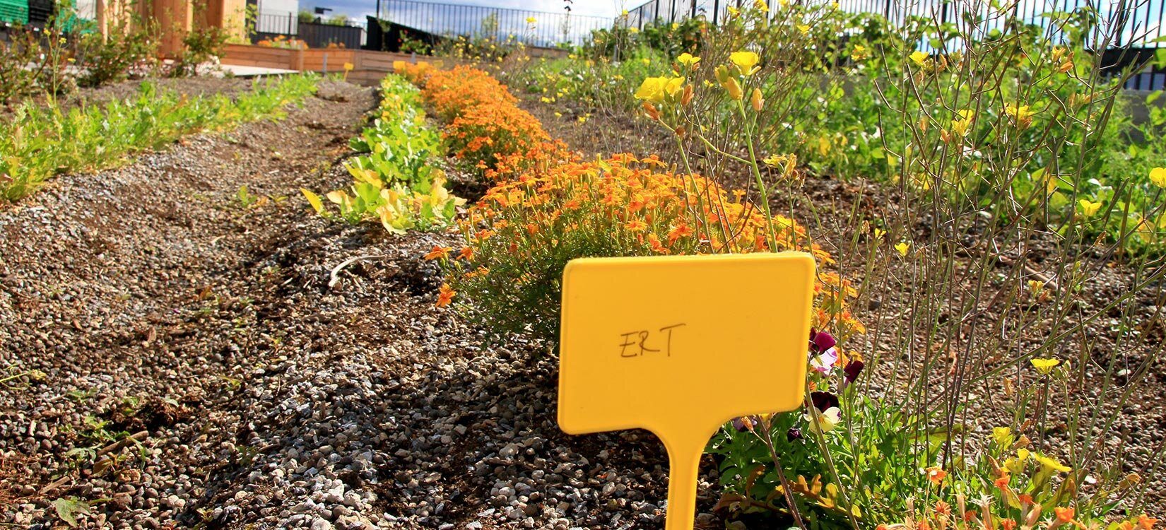 Dyrkeområde med skilt som viser at det dyrkes erter.