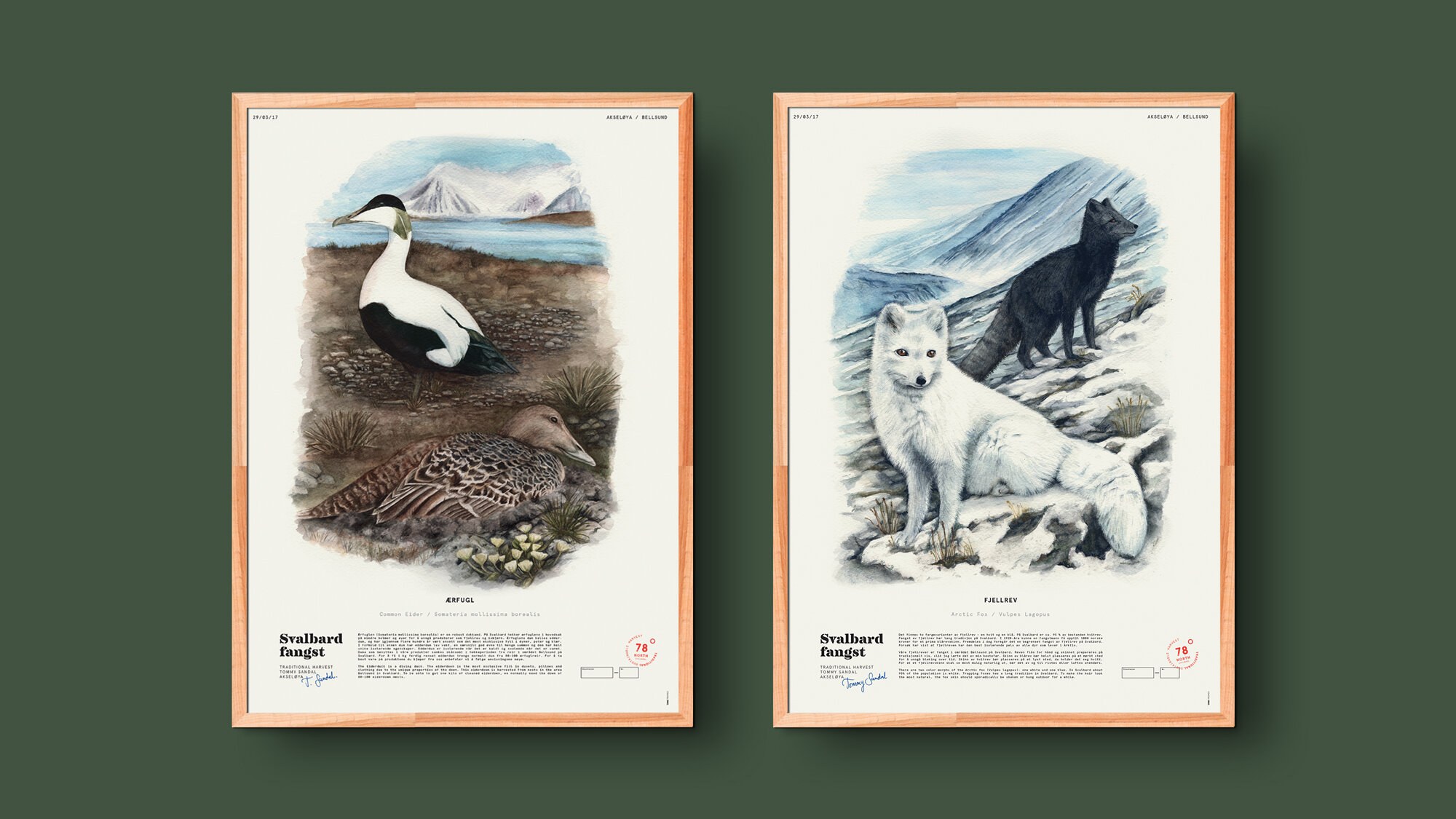 To innrammede plakater på en grønn vegg: en med illustrasjon av et ærfuglpar, og en med snørev. Begge har Svalbard fangsts logo i nedre venstre hjørne.