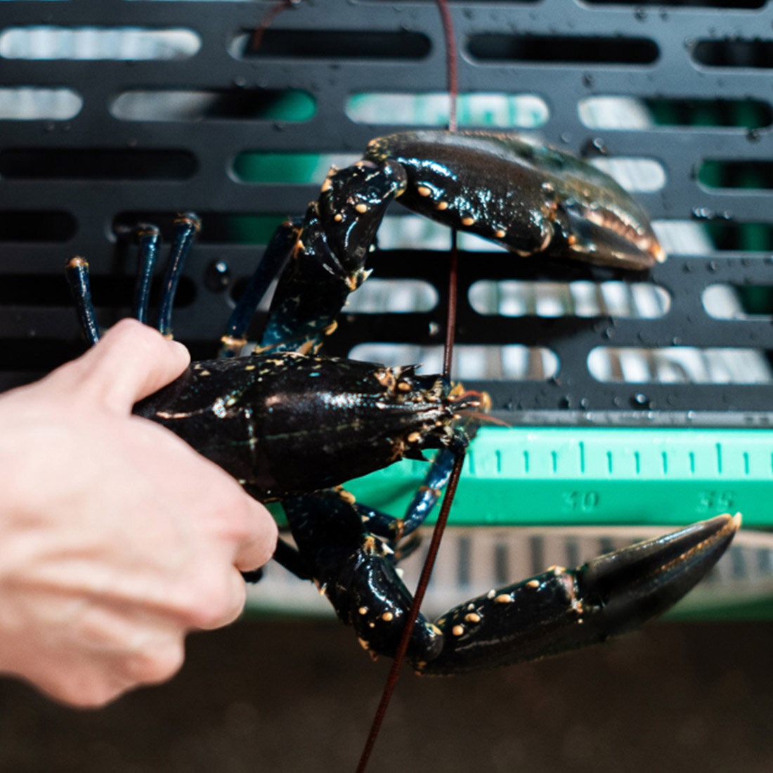 En hånd holder og måler lengden på en hummer på en målestokk som er integrert i teinen.