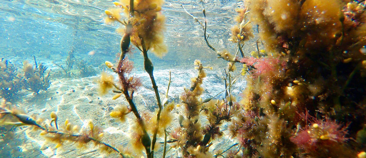 En lyst undervannslandskap med tang og tareskog mot sandbunn.