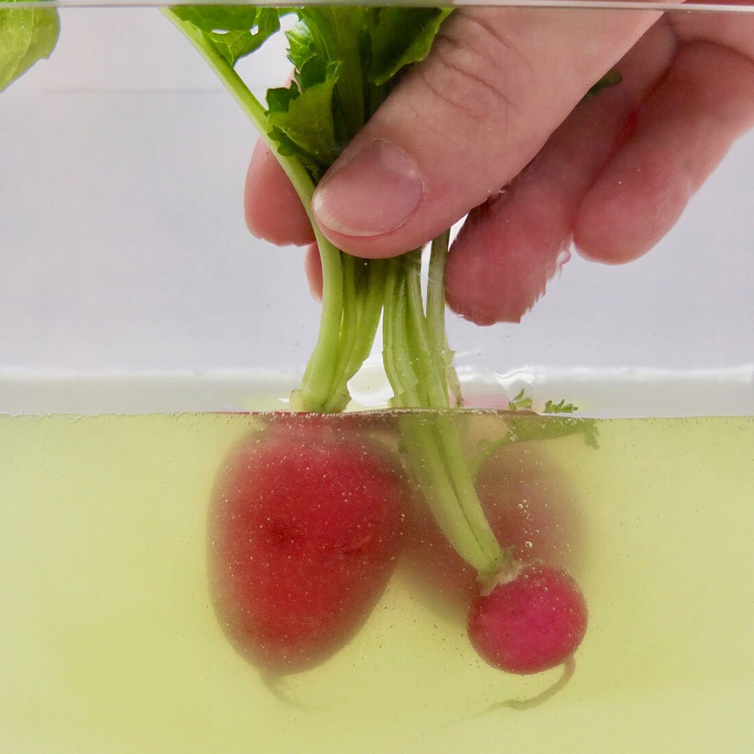 Reddiker dyppes i en halvgjennomsiktig grønn/gul væske.