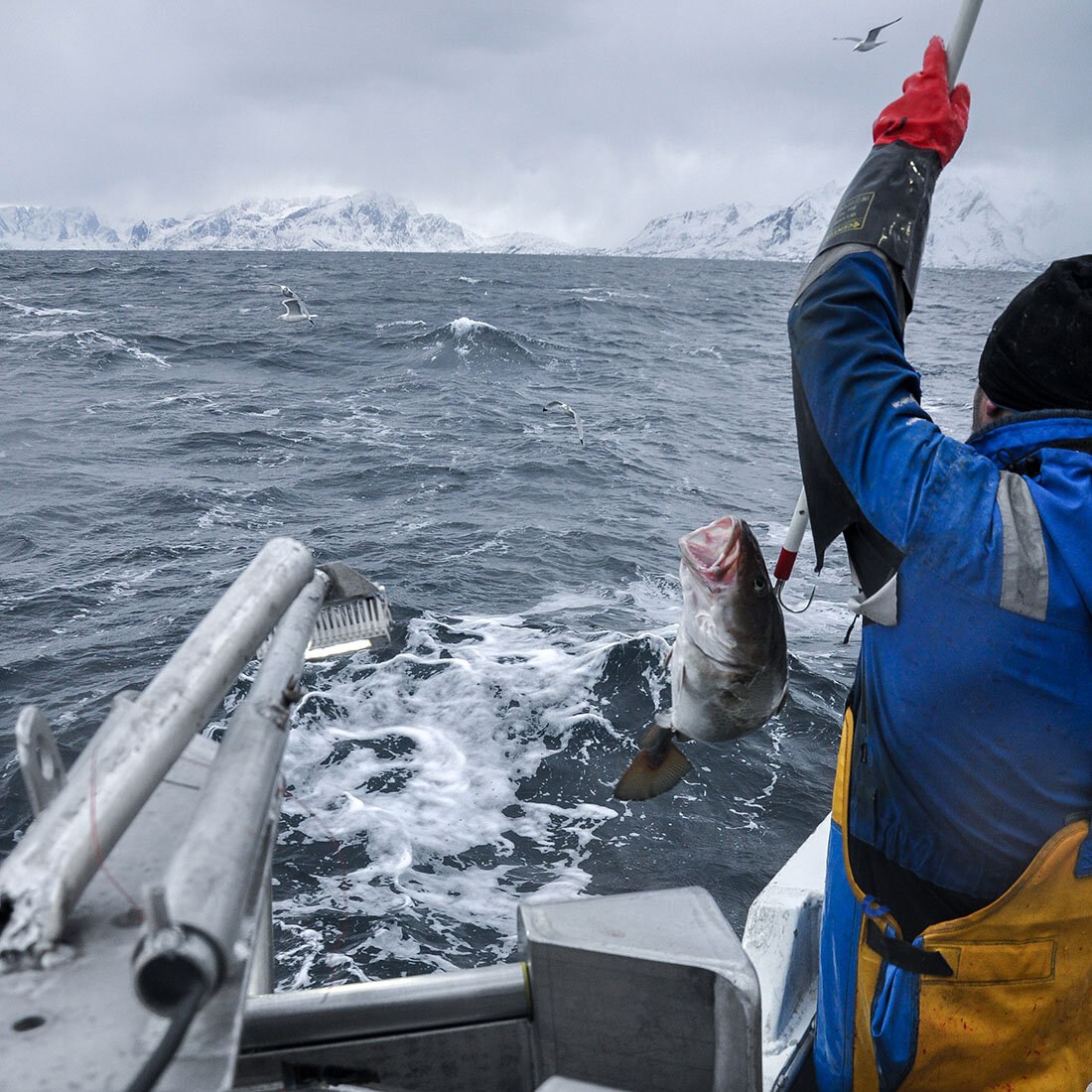 Fisker drar en torsk opp i en fiskebåt til havs.