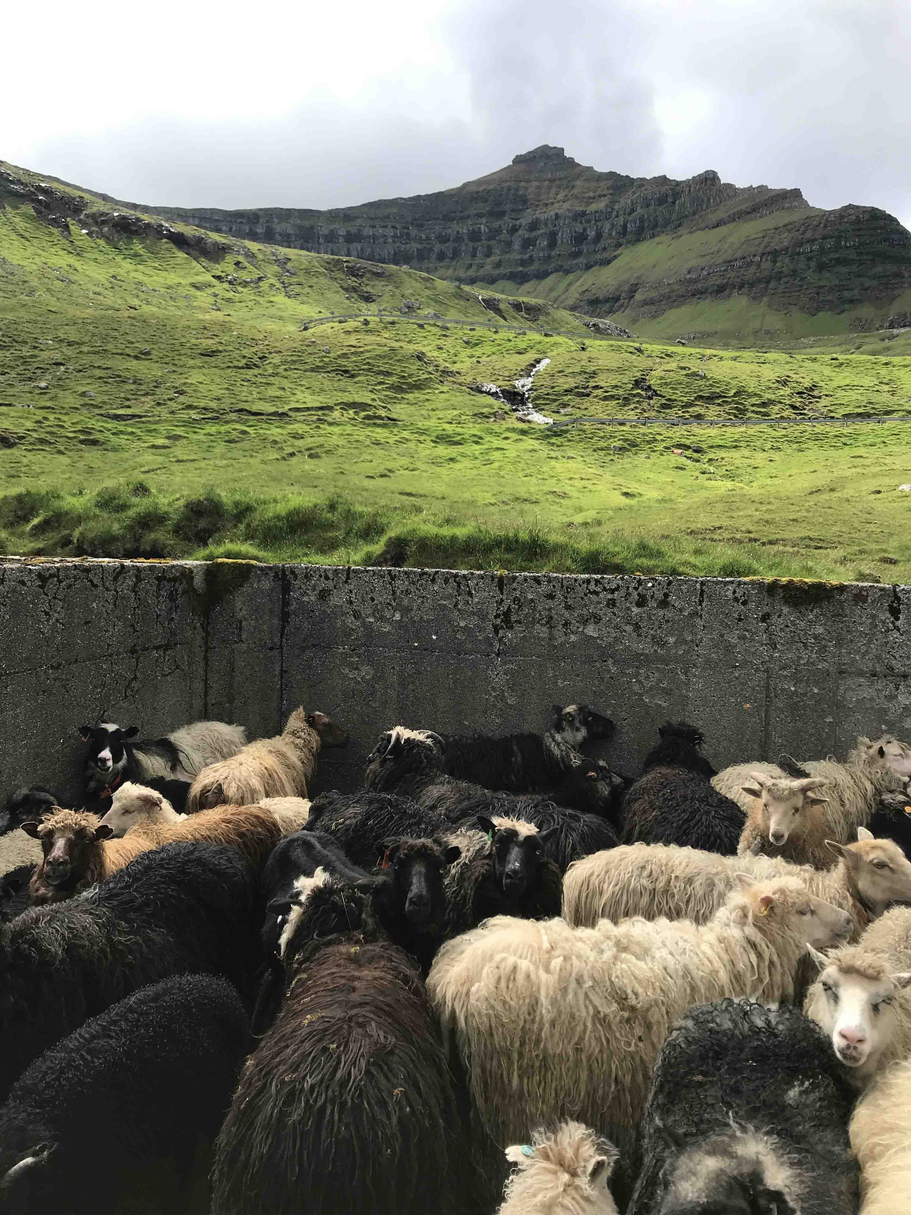 Svarte, hvite og grå sauer, tett sammen i en innhegning.