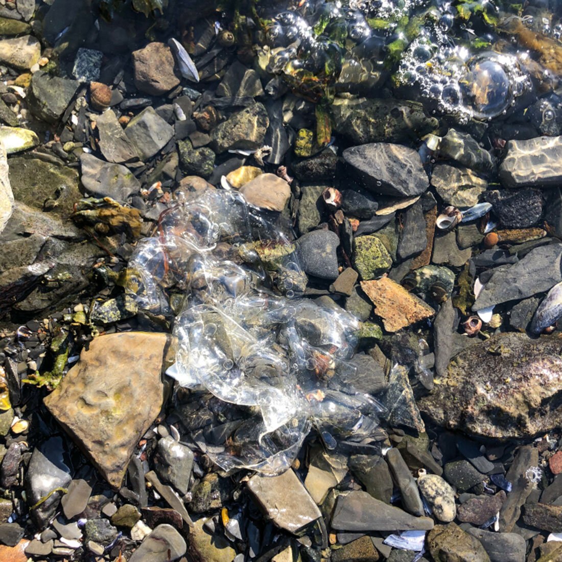 Et gjennomsiktig gelatinflak som er delvis oppløst på ligger i fjæra på en steinstrand.
