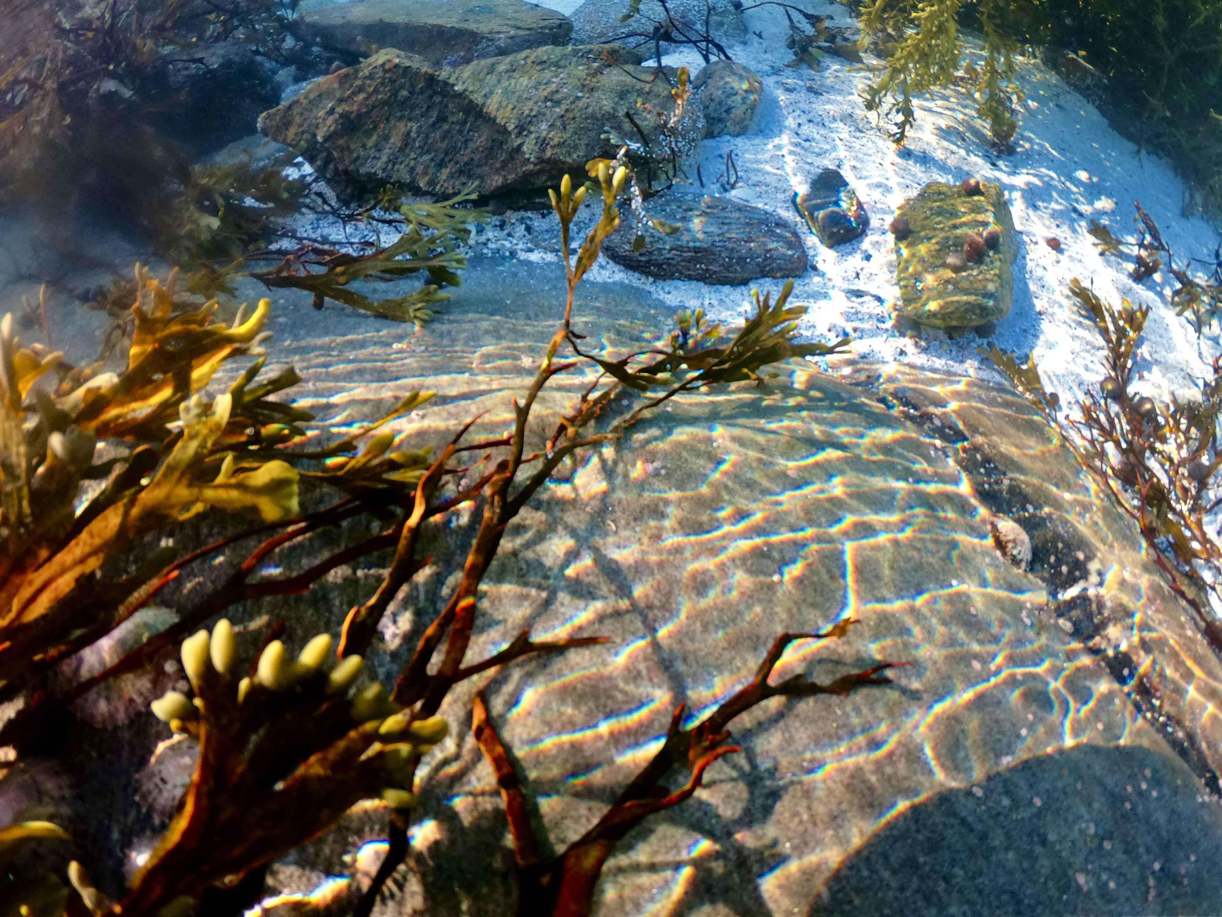 Levende tang og tare mot stein og hvit sand på havets bunn.