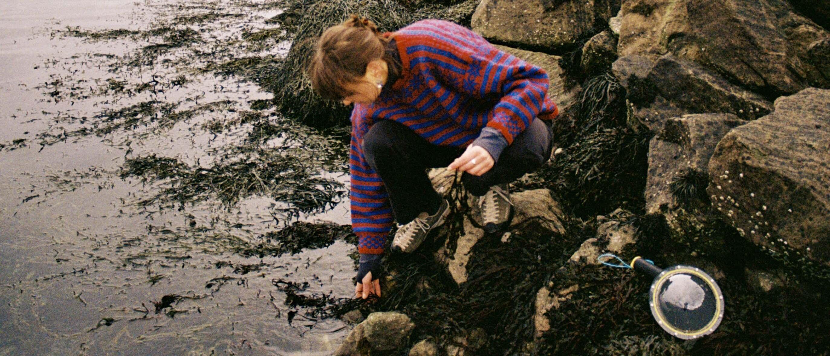 En kvinne i en ullgenser i tradisjonelt mønster sitter på huk i fjæra og plukker tang og tare.