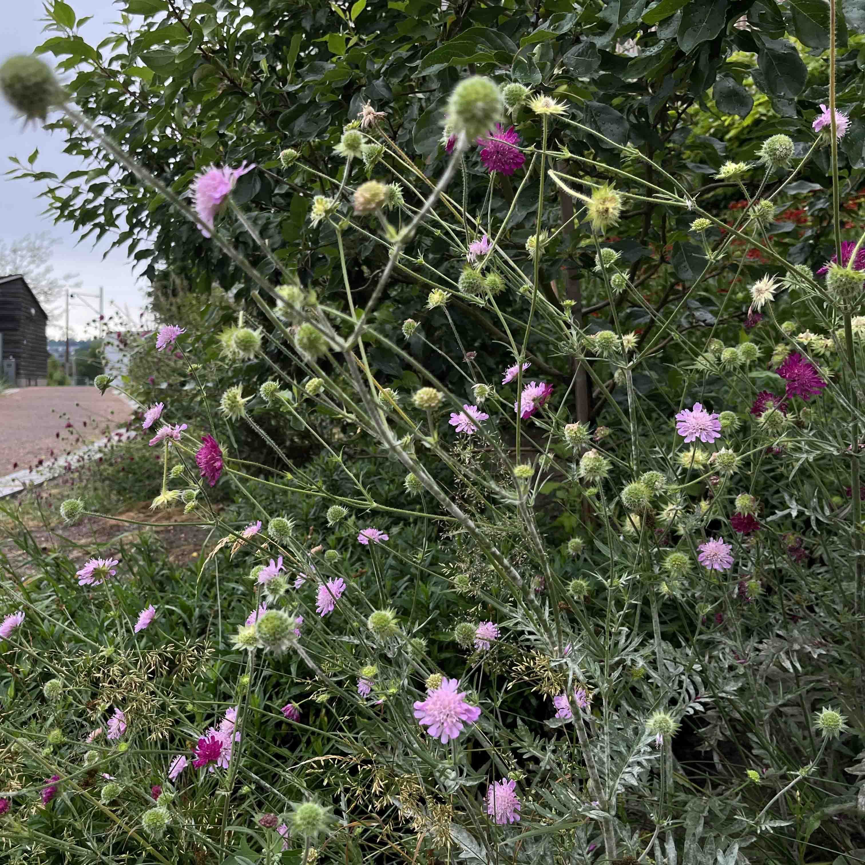 Blomsterbed med lilla blomster.