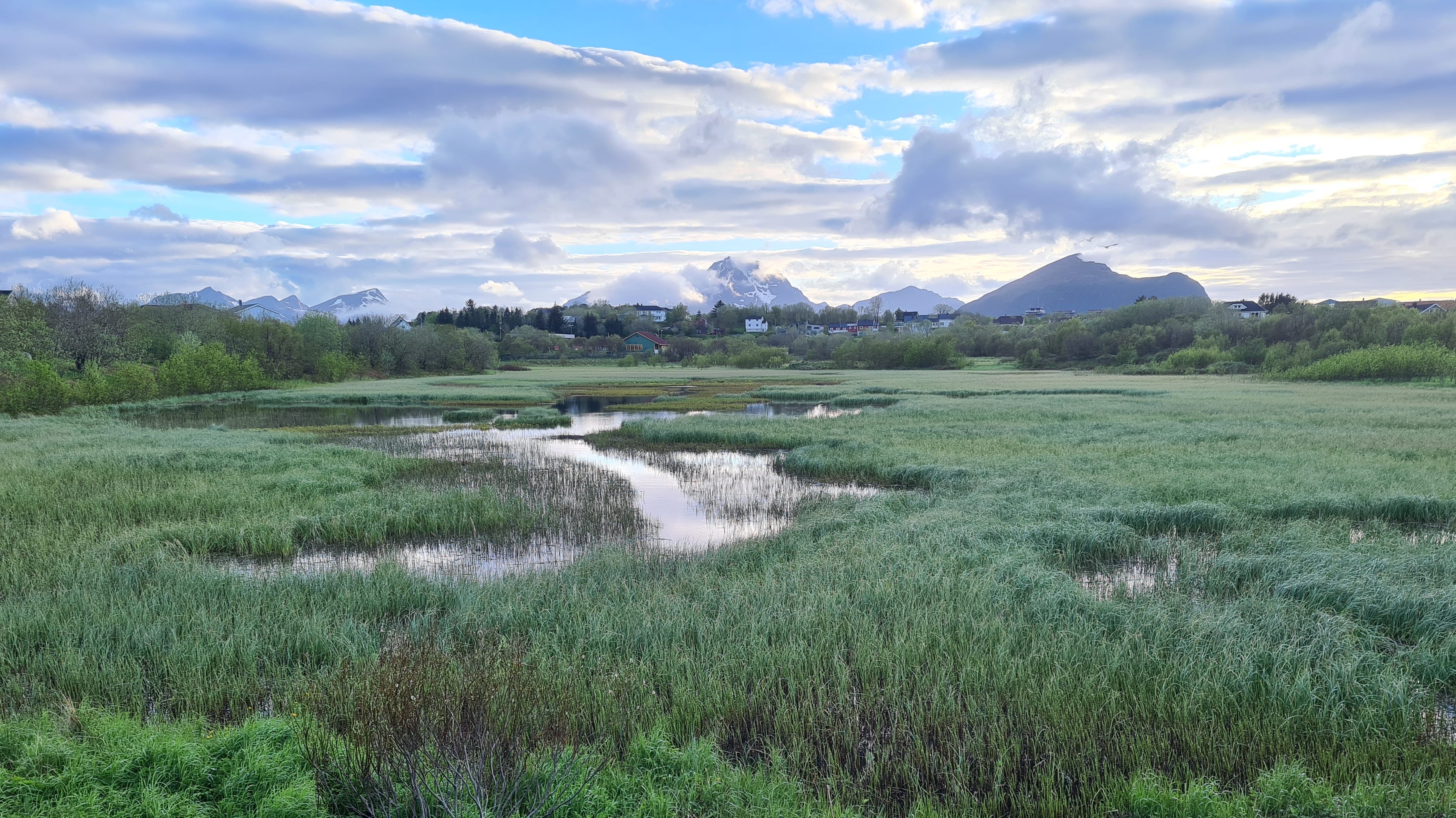 Foto av grønt myrlandskap i Lofoten med boliger og høye fjell i bakgrunnen.
