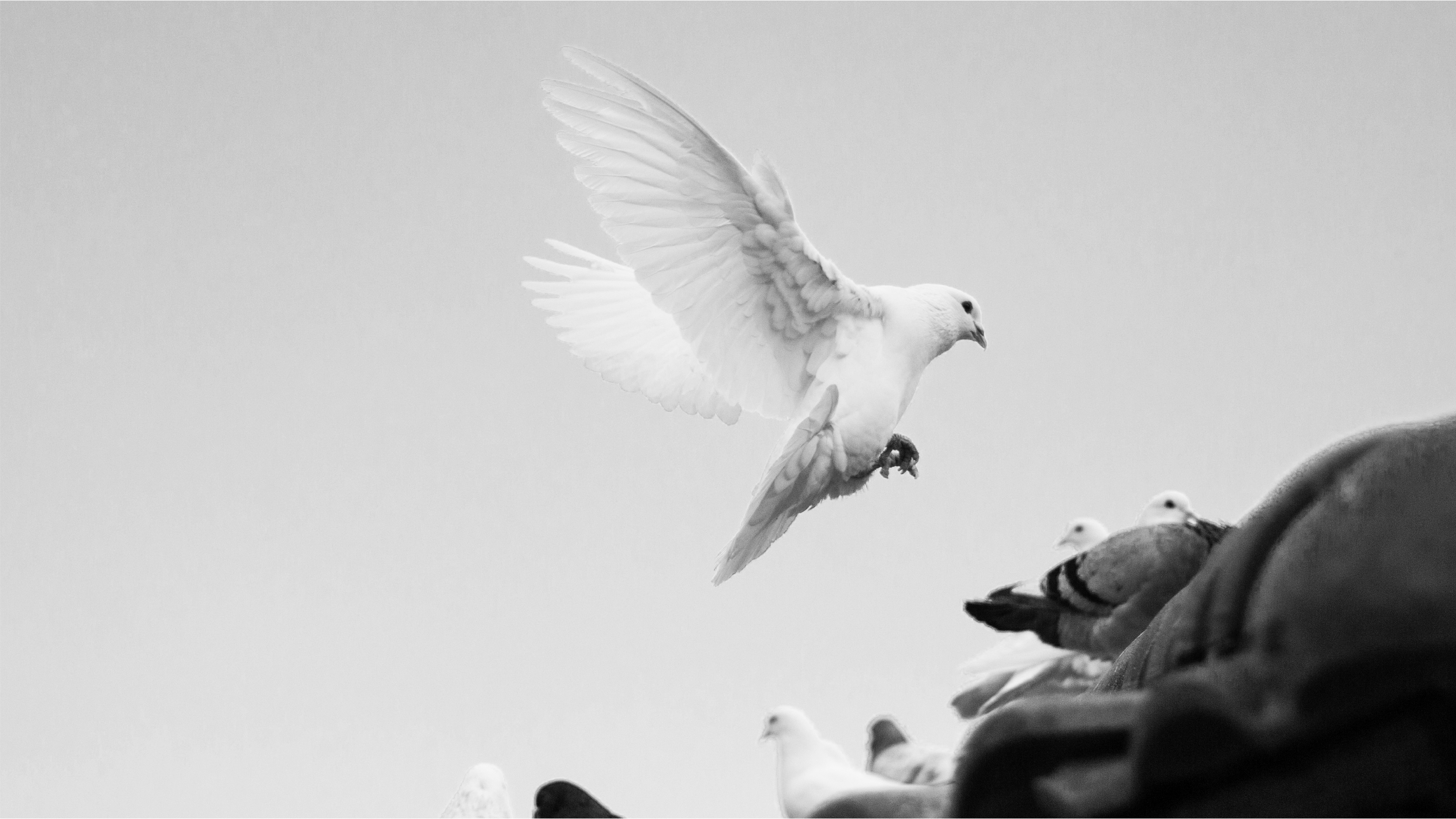 Innocence and Clemency