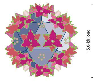 UQ Med Ed In GEN Euity Science Adeno associated virus