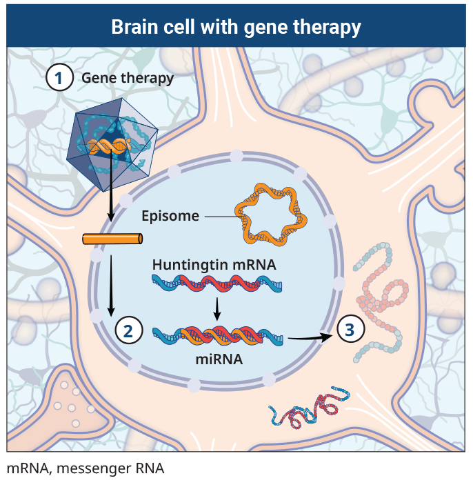 UQ Med Ed In GEN Euity Science Brain cell with GT R1 072121 243a836a