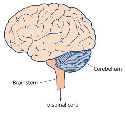 UQ Med Ed In GEN Euity Science Brain cerebellum brainstem