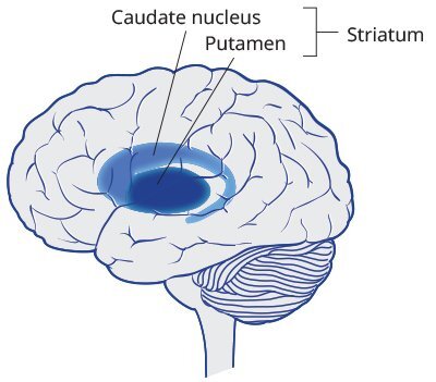 UQ Med Ed In GEN Euity Science Brain striatum
